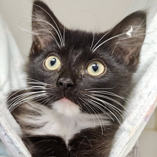 BUG - Domestic Short Hair available for adoption