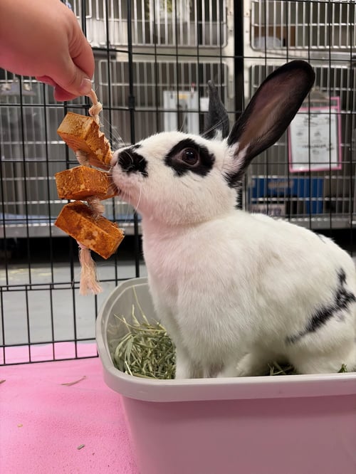 CLUE - English Spot / American available for adoption