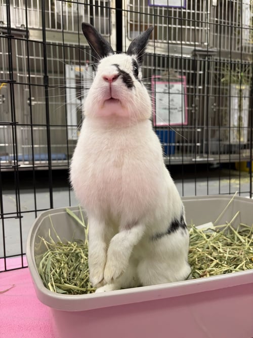 CLUE - English Spot / American available for adoption