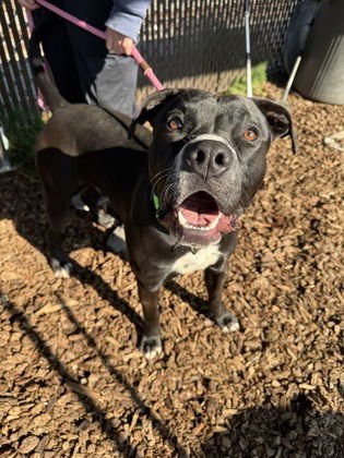 KENO - Pit Bull Terrier available for adoption
