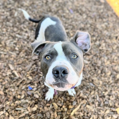 CLINT - American Pit Bull Terrier available for adoption