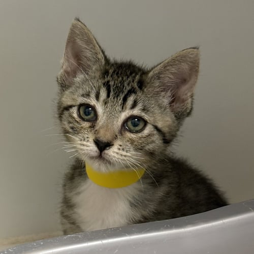 BUG (BONDED W/ BEAR) - Domestic Short Hair available for adoption