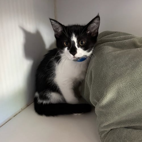 VOLTAIRINE (BONDED W/ LEON) - Domestic Short Hair for adoption in San Francisco