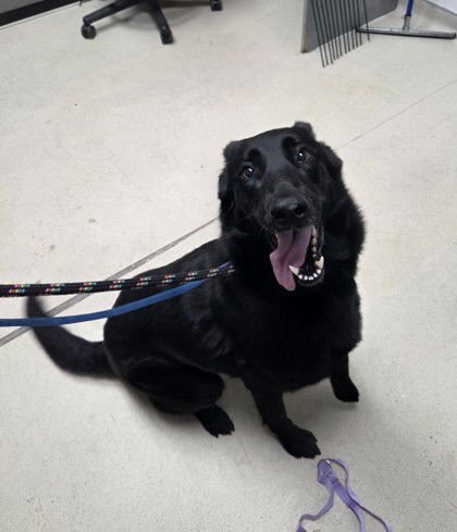 LILLIA - German Shepherd Dog available for adoption