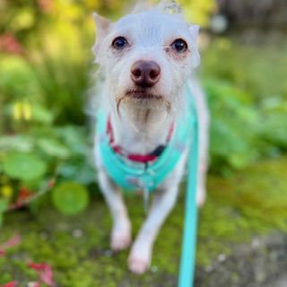 SPRITE - Terrier available for adoption