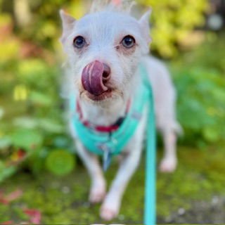 SPRITE - Terrier available for adoption