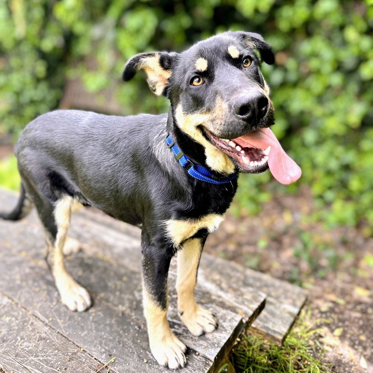 CLIFFORD - German Shepherd Dog available for adoption