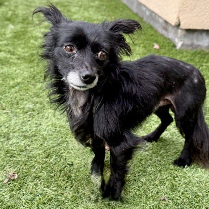 DEKE - Chihuahua available for adoption