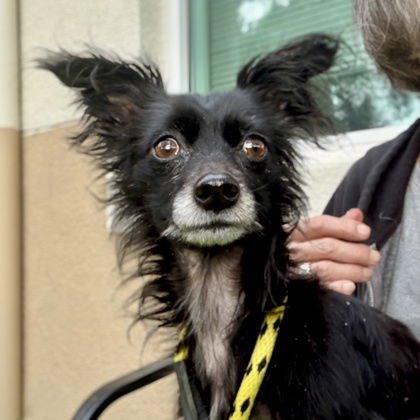 DEKE - Chihuahua available for adoption