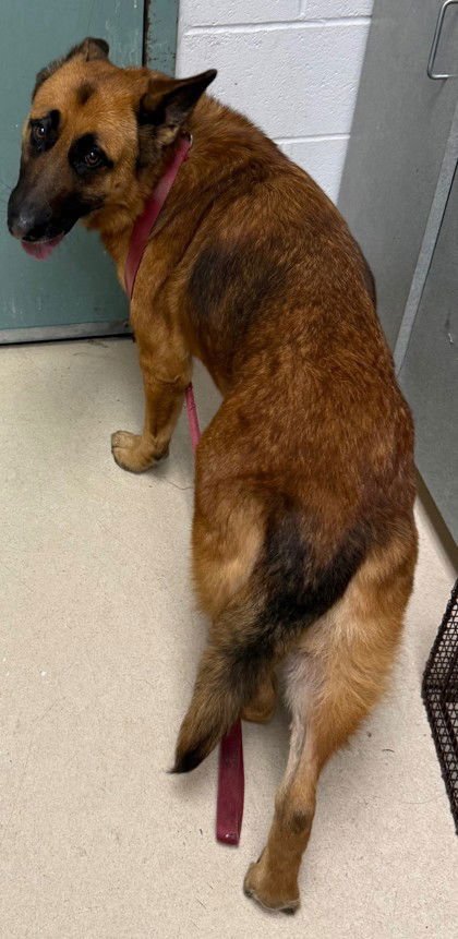 DASHA - German Shepherd Dog available for adoption