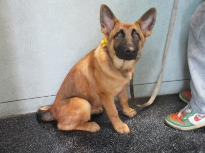DASHA - German Shepherd Dog available for adoption