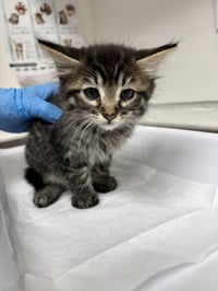 Ahsoka (bonded w/ Anakin) - Photo 1