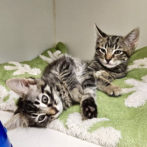 AHSOKA (BONDED W/ ANAKIN) - Domestic Medium Hair available for adoption