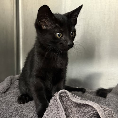 JUPITER - Domestic Short Hair available for adoption