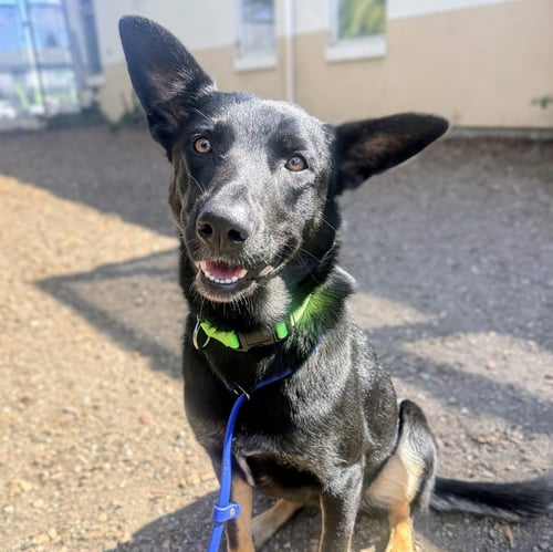 JINX - German Shepherd Dog available for adoption