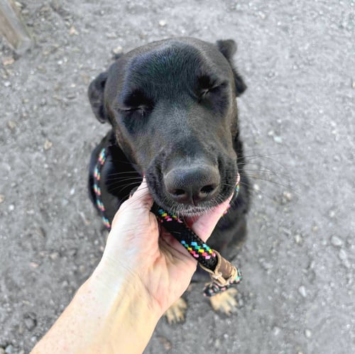 JINX - German Shepherd Dog available for adoption