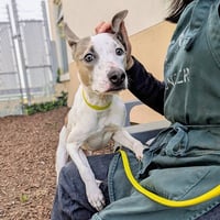 Frosted Flakes - Photo 1