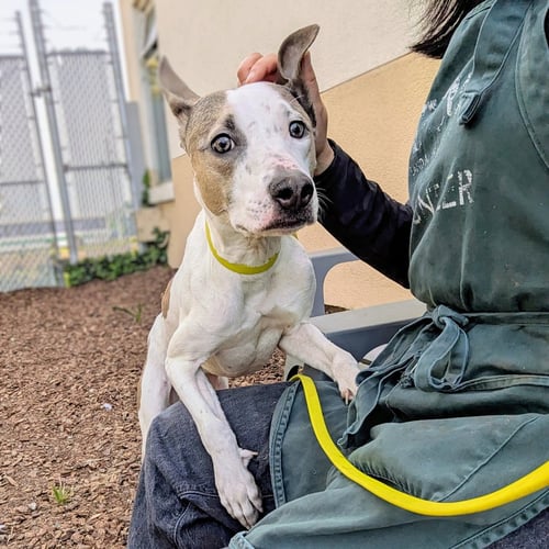 FROSTED FLAKES - Pit Bull Terrier available for adoption