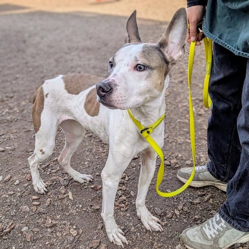 FROSTED FLAKES - Pit Bull Terrier available for adoption