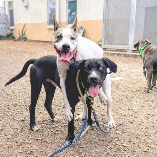 FROSTED FLAKES - Pit Bull Terrier available for adoption