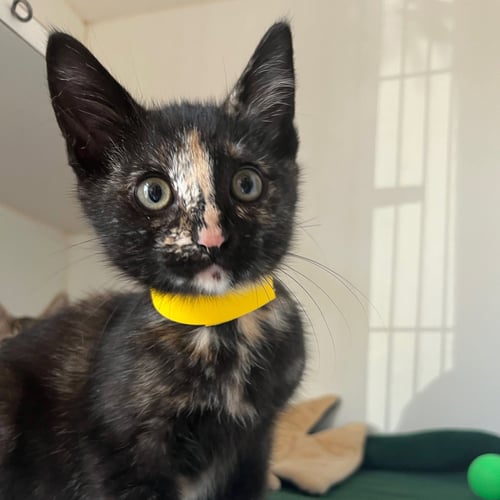 MYRTLE (BONDED W/ MOUSE) - Domestic Short Hair available for adoption