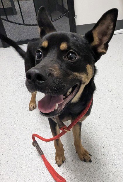 BRADLEY - Shepherd available for adoption