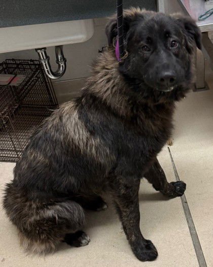 LAKE - Unknown available for adoption