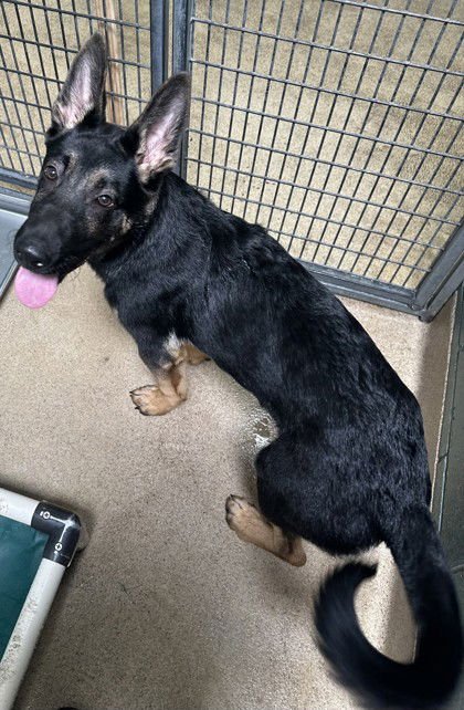 CHASE - German Shepherd Dog available for adoption