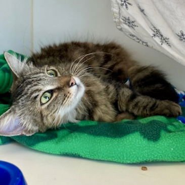 ARYA STARK - Domestic Medium Hair available for adoption