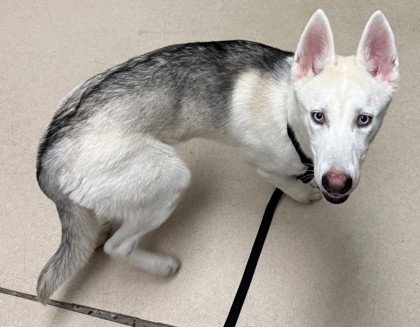 FROST - Husky / German Shepherd Dog available for adoption