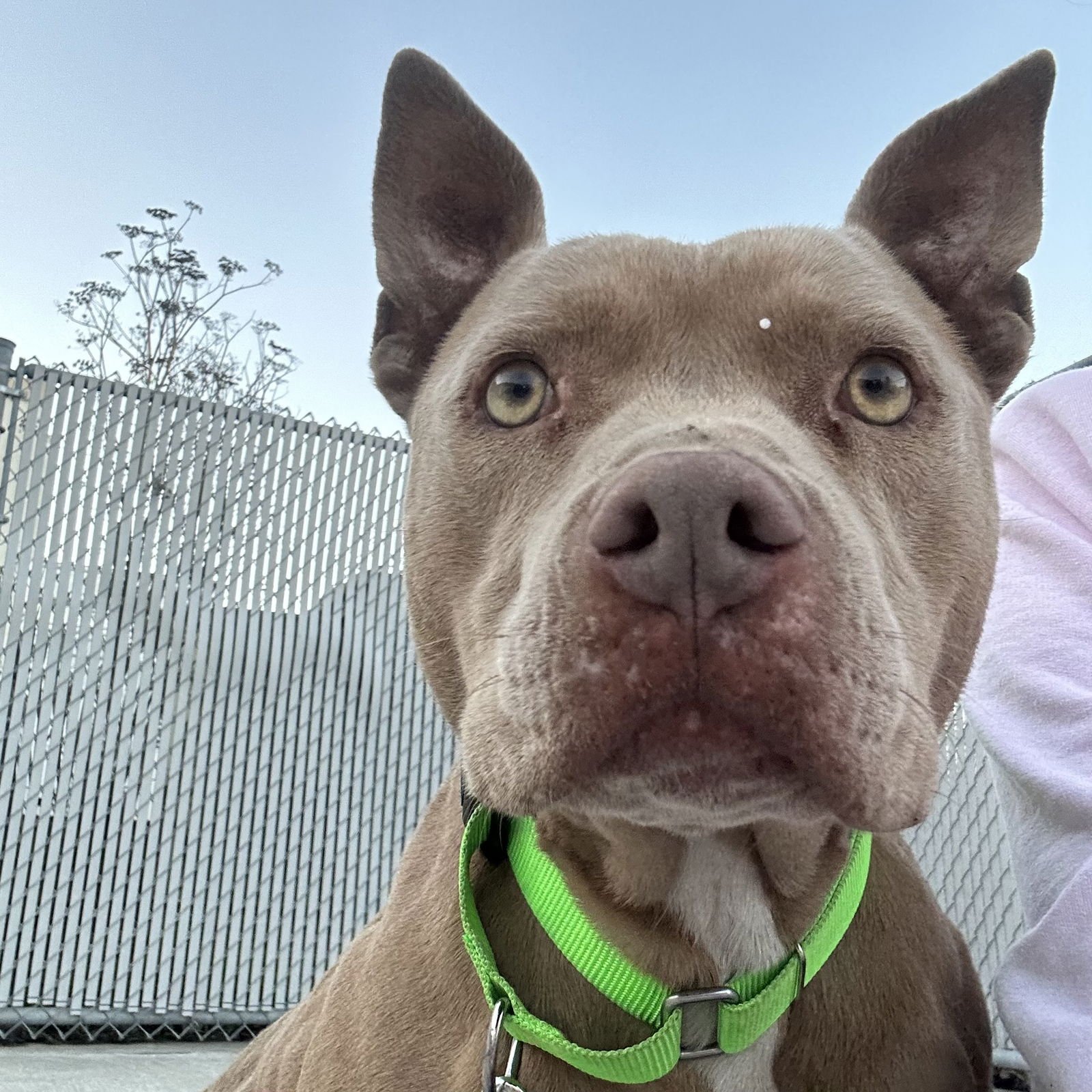 KASHI - Pit Bull Terrier available for adoption