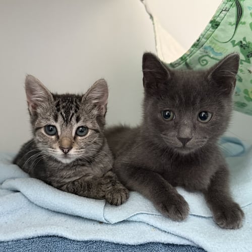 FLUFFY (BONDED W/ FLOWER) - Domestic Short Hair available for adoption