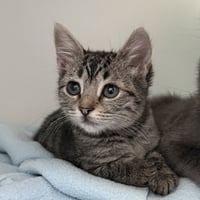 Fluffy (bonded w/ Flower) - Photo 1