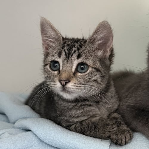 FLUFFY (BONDED W/ FLOWER) - Domestic Short Hair available for adoption