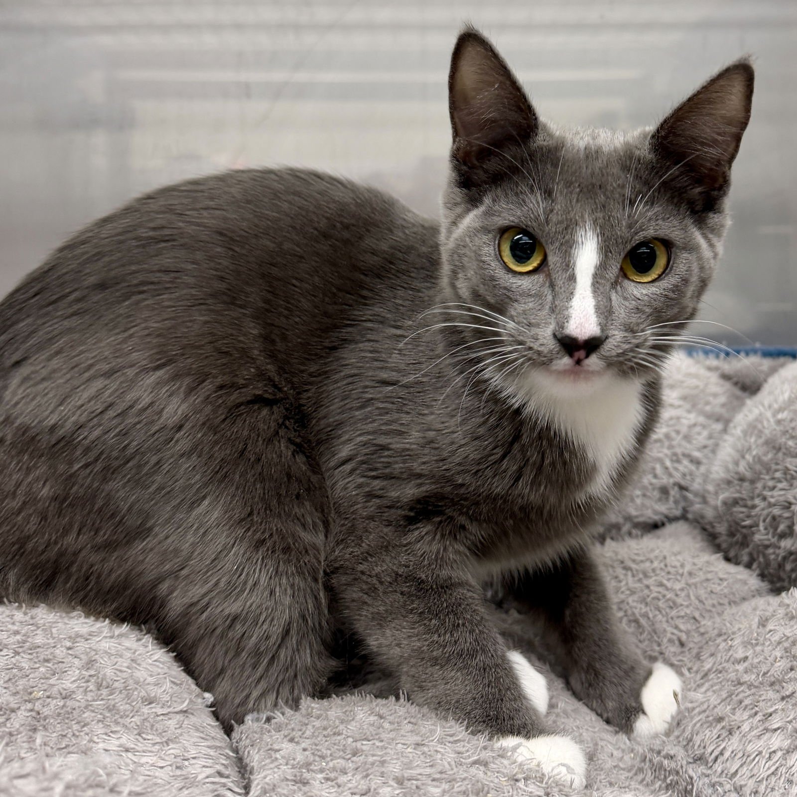 LUNELLE (BONDED W/ AMBERLY) - Domestic Short Hair available for adoption