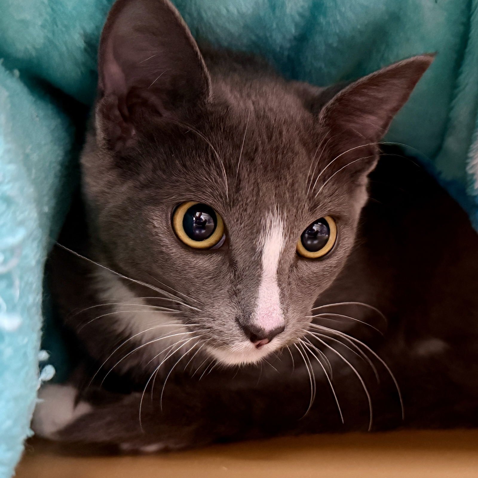 LUNELLE (BONDED W/ AMBERLY) - Domestic Short Hair available for adoption