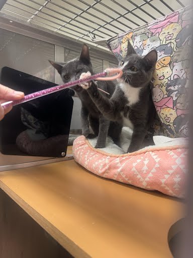 Lunelle (bonded w/ Amberly) - Photo 3