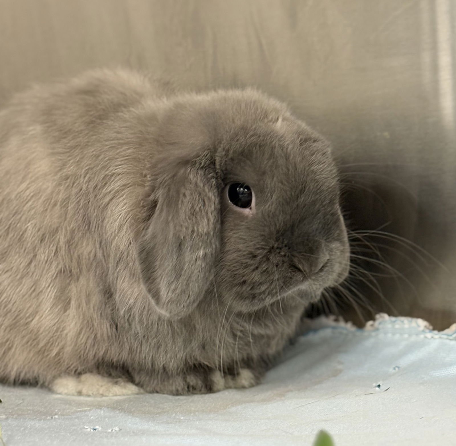 ELEPHANT - Holland Lop available for adoption