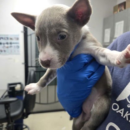 TINK - Husky / Pit Bull Terrier available for adoption