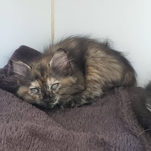 TURTLE (BONDED W/ HOT POT) - Domestic Medium Hair for adoption in San Francisco