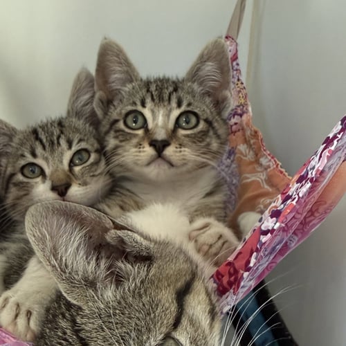 CROISSANT (BONDED W/ SHRIMP) - Domestic Short Hair available for adoption