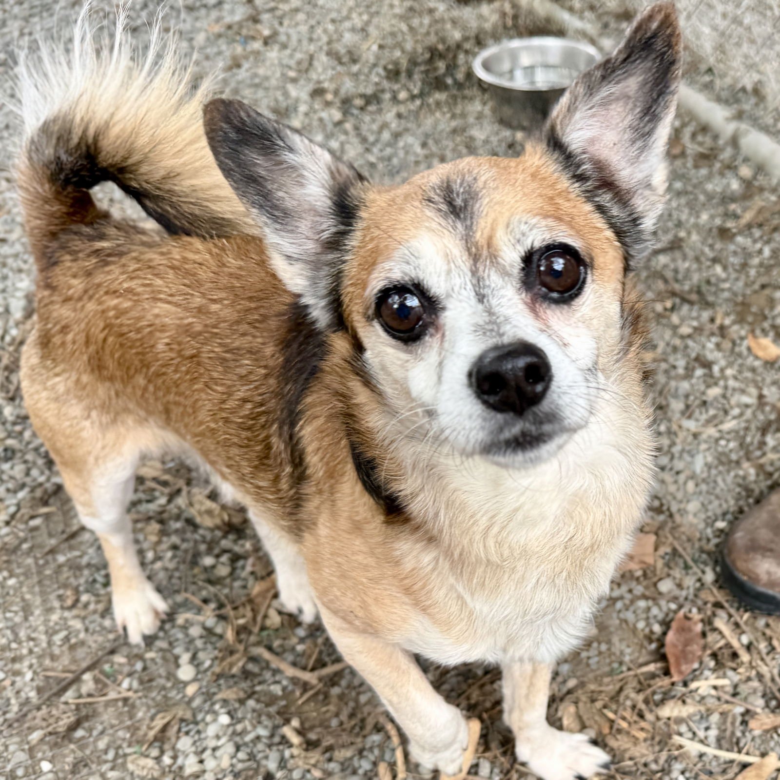ROCKY BALBOA - Welsh Corgi available for adoption