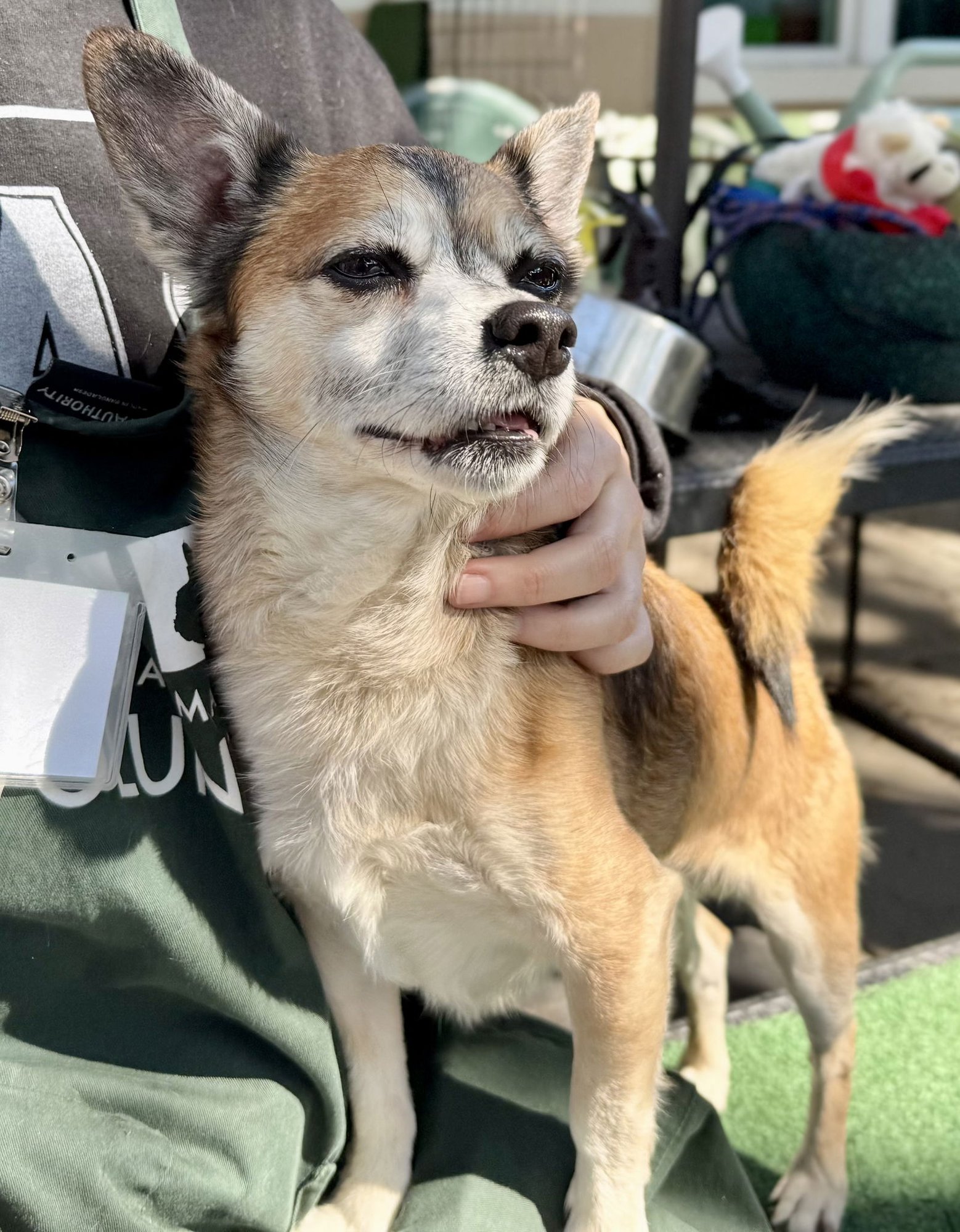 ROCKY BALBOA - Welsh Corgi available for adoption