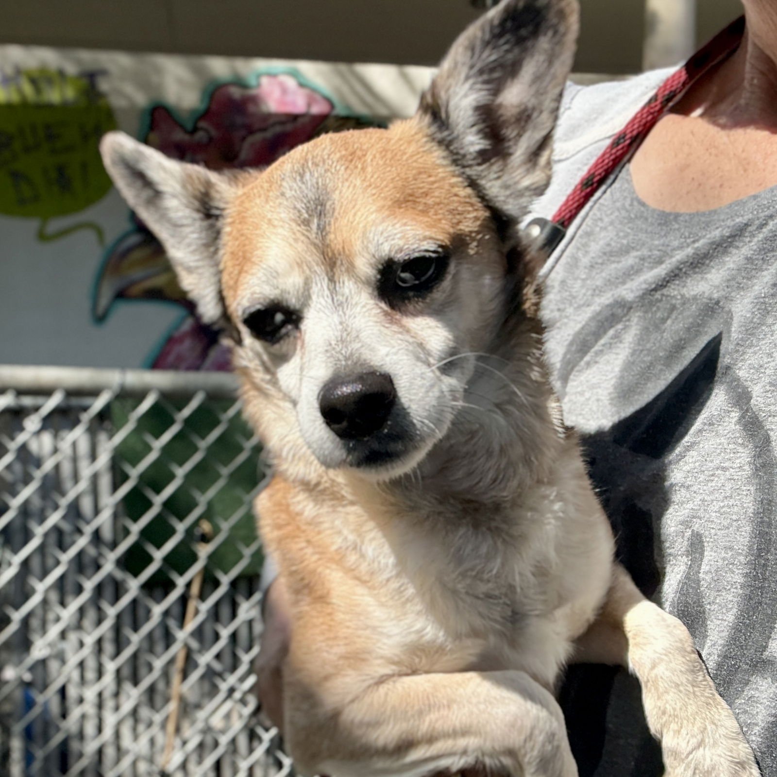 Rocky Balboa - Photo 3