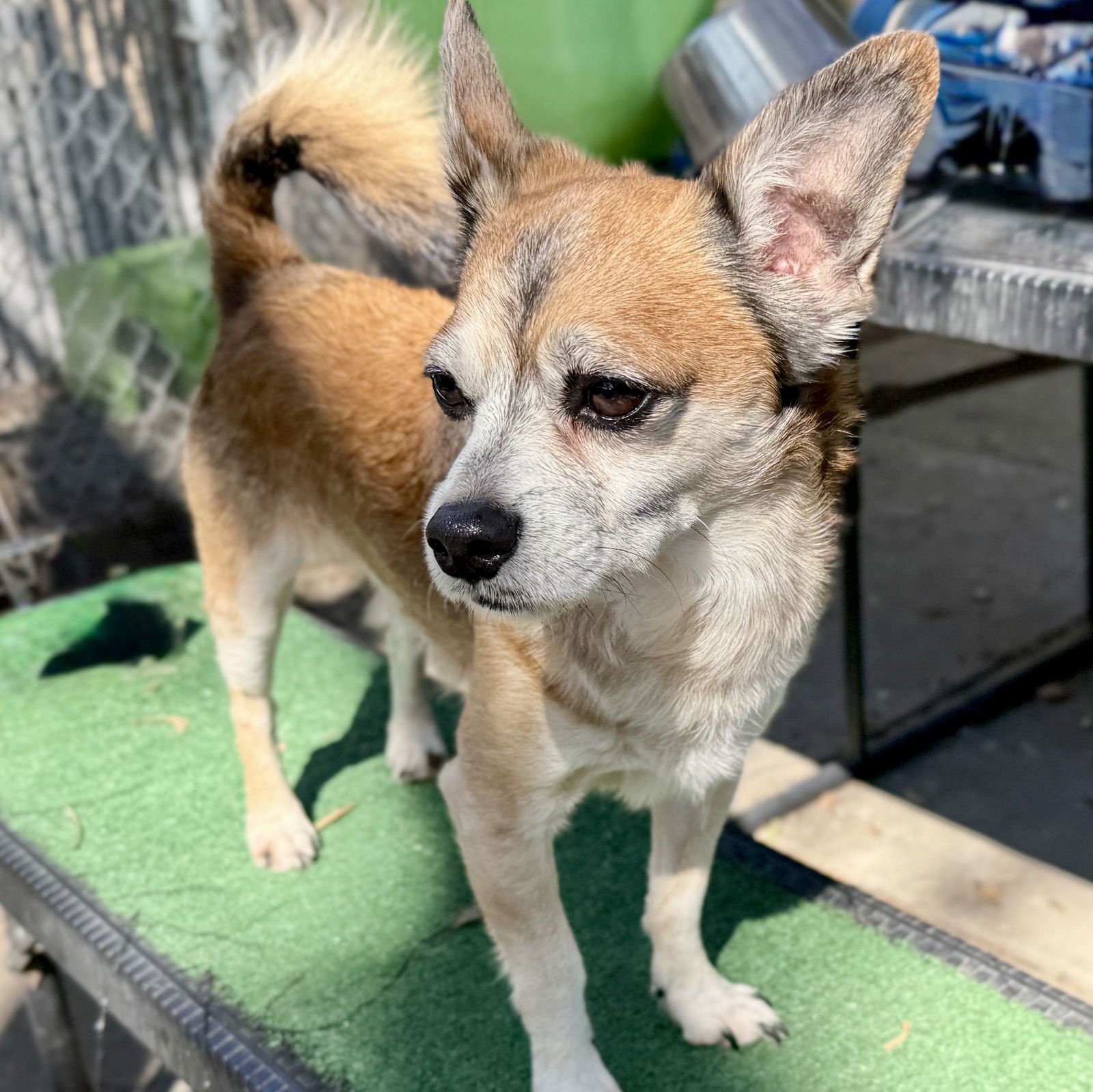 Rocky Balboa - Photo 5