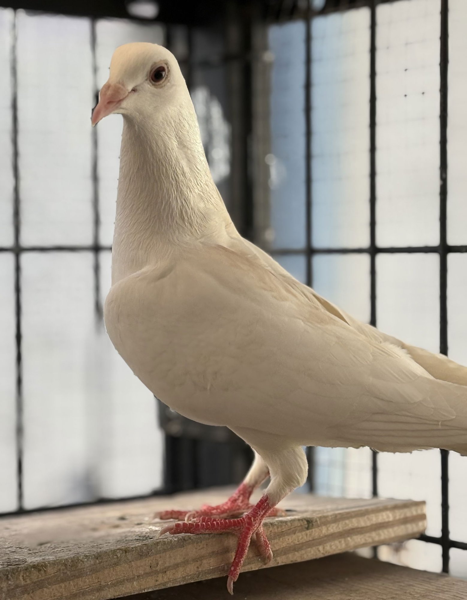 WHIRLWIND - Unknown available for adoption