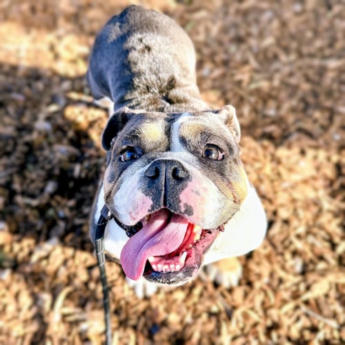 BEATRICE - English Bulldog available for adoption