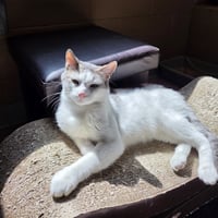 Pixel - Photo 3