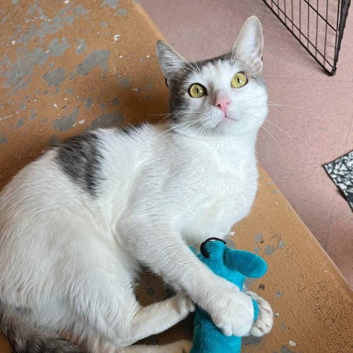 PIXEL - Domestic Short Hair available for adoption