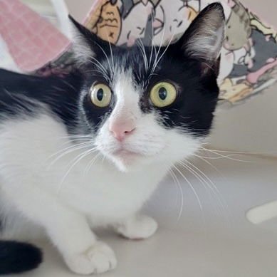 OKII - Domestic Short Hair available for adoption